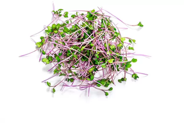 Mikro Kohl auf weißem Hintergrund in der Draufsicht