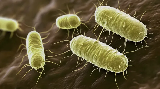 Mikroskopaufnahme von Bakterienkulturen