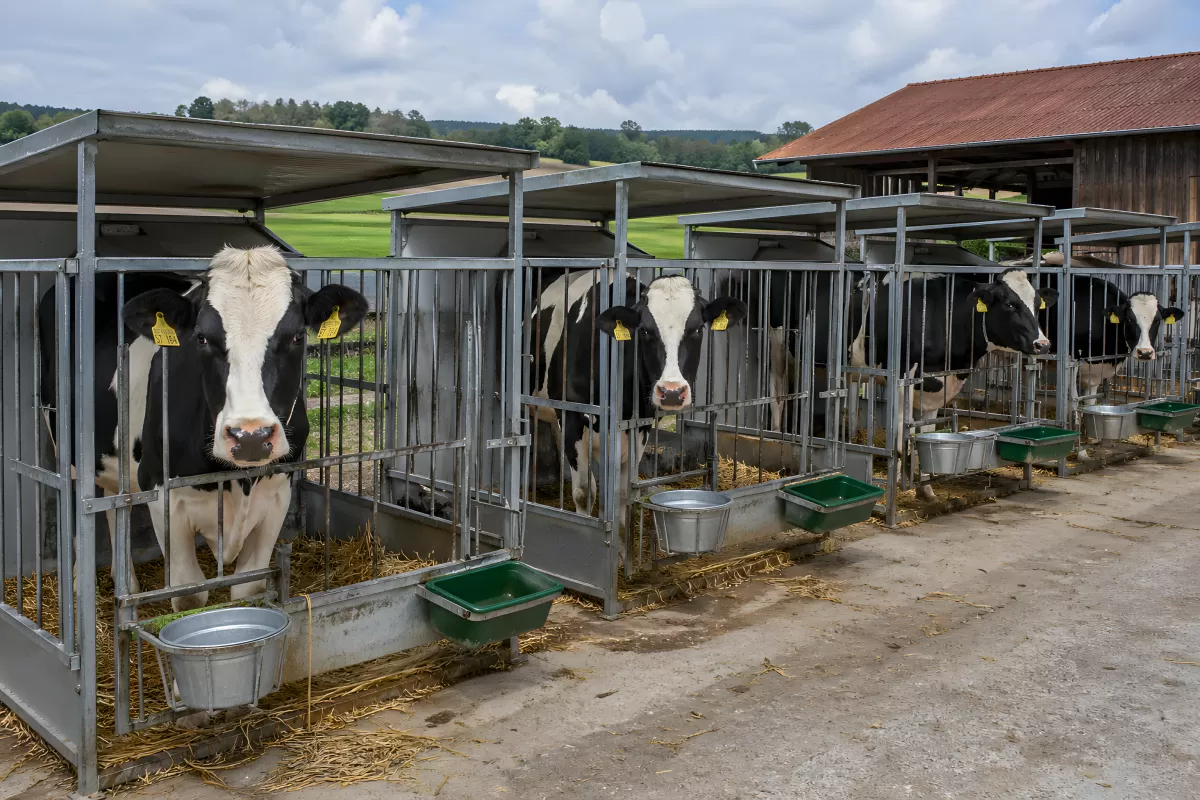 Milchkühe in Einzelboxen auf einem Bauernhof