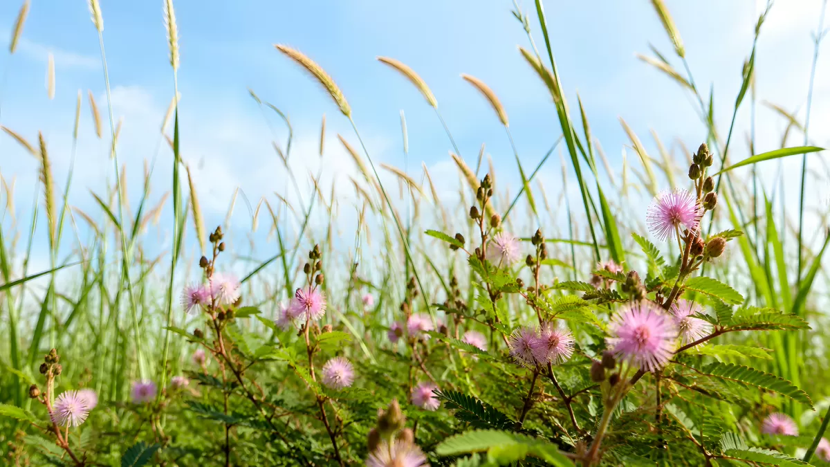 Mimosa pudica Blüten auf einer sommerlichen Wiese