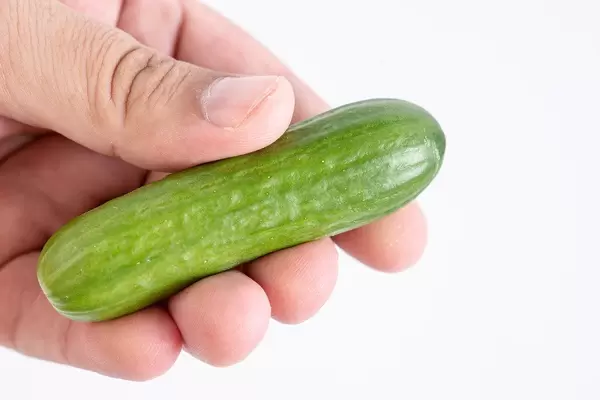 Mini Cucumber in the hand