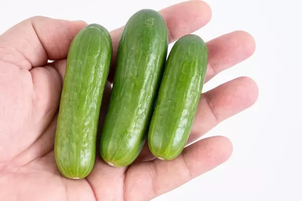 Mini Cucumber on the hand above white background