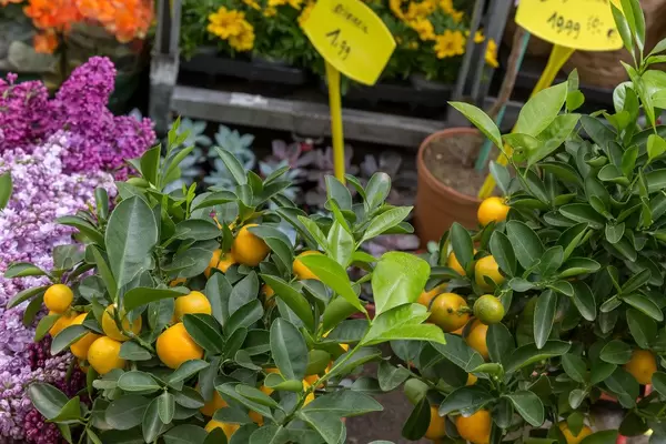 Mini Mandarinen am Mandarinenbaum