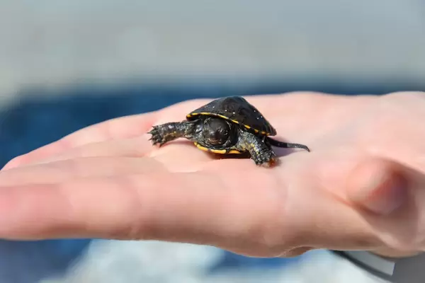 Mini-Meeresschildkröte (Turtle)