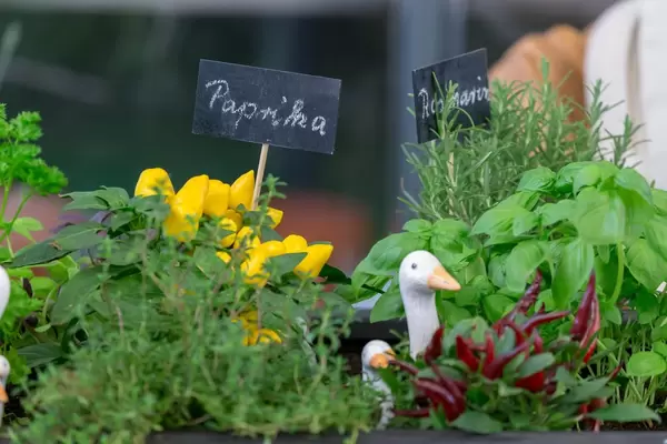 Mini-Paprika, Rosmarin und andere Küchenpflanzen