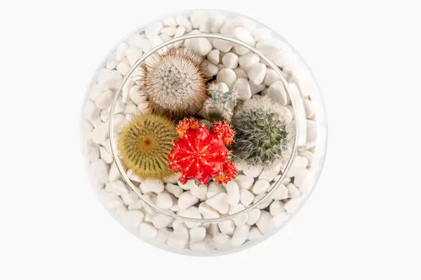 Mini succulent garden in glass terrarium on white