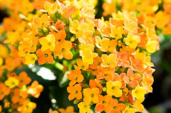 Mini yellow flowers  Flip 2019