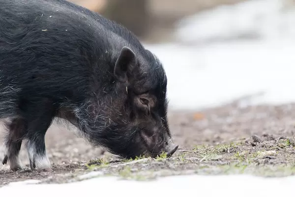 Minischwein - Stockholm, Schweden