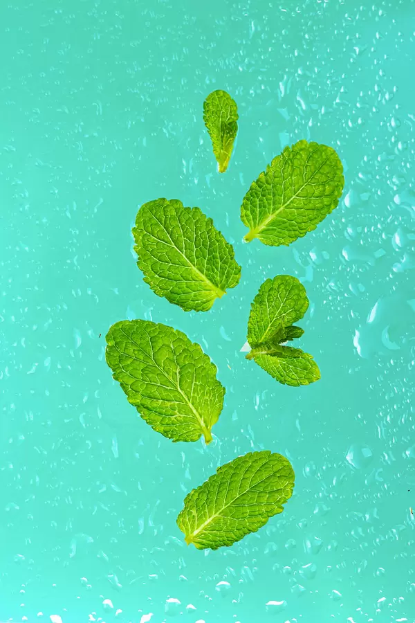 Mint herb leaves with water drops