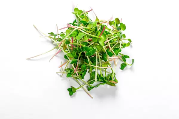 Mirkogrün Radieschen auf weißem Hintergrund in der Draufsicht