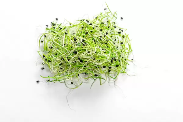 Mirkogrün Zwiebel auf weißem Hintergrund in der Draufsicht