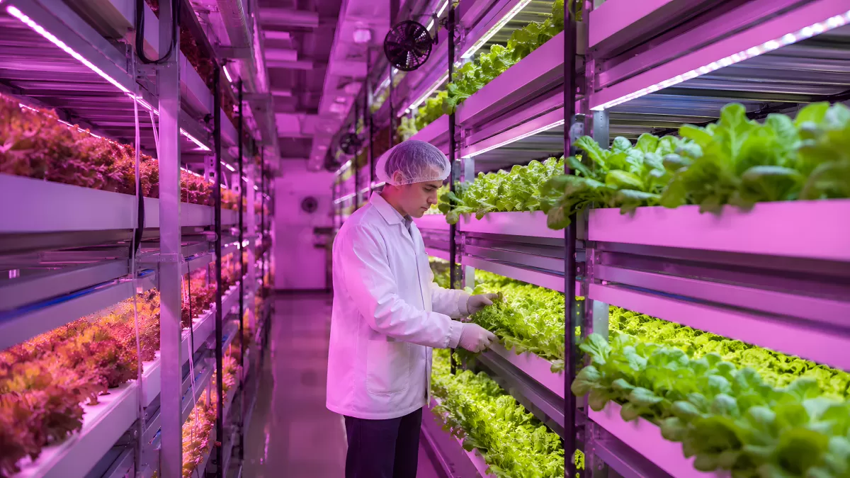 Mitarbeiter prüft Salat in moderner Vertical Farm