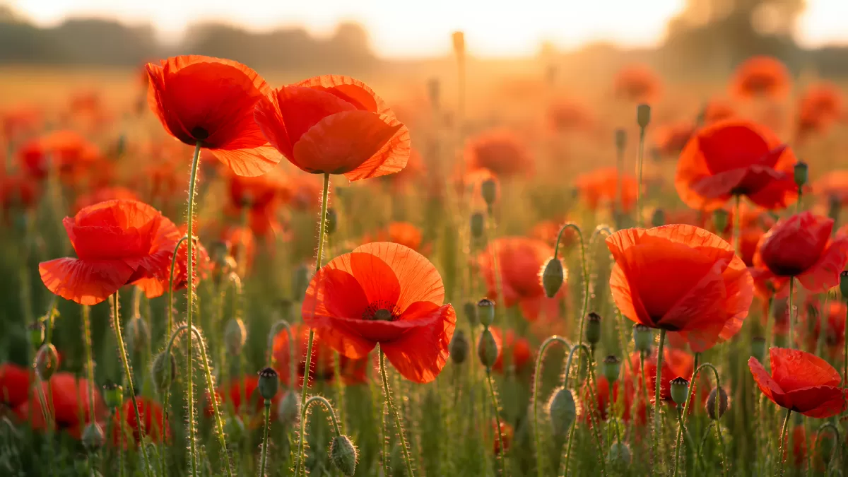Mohnblumenfeld im warmen Abendlicht der Sommersonne