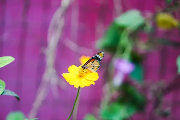 Monarch butterfly on yellow flower (Flip 2019)