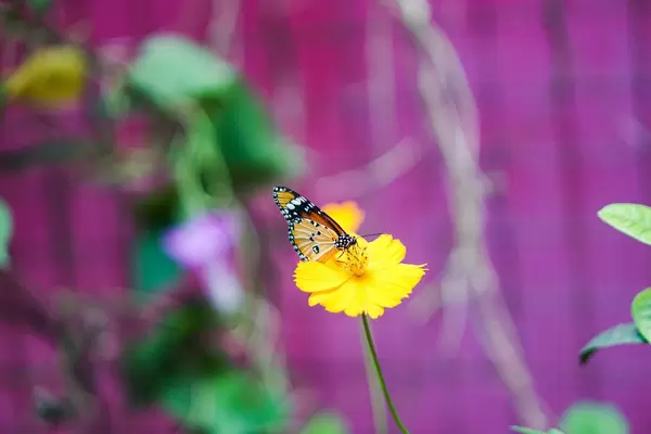 Monarch butterfly on yellow flower
