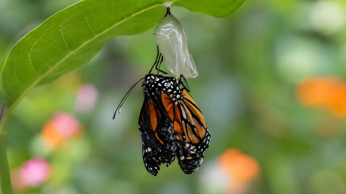 Monarchfalter schlüpft aus transparenter Puppenhülle