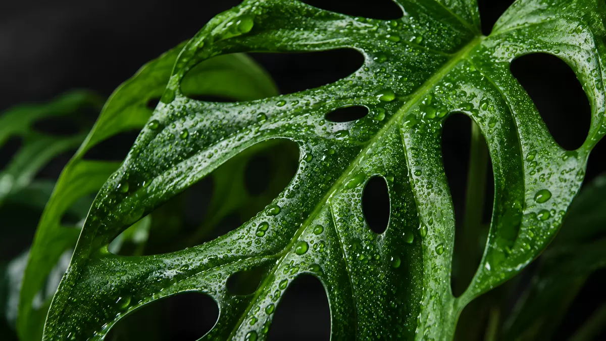 Monstera-Blatt mit Wassertropfen in Nahaufnahme