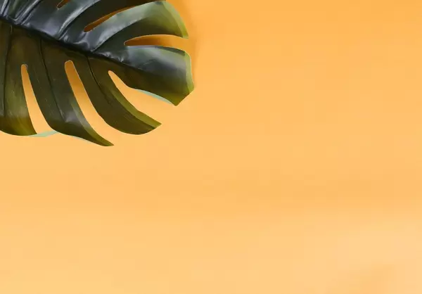 Monstera leaves on yellow background