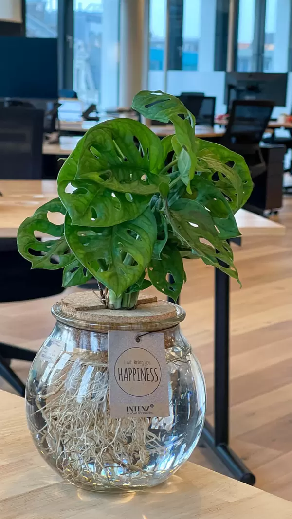 Monstera: plant with holes in its leaves on the desk in an open space office
