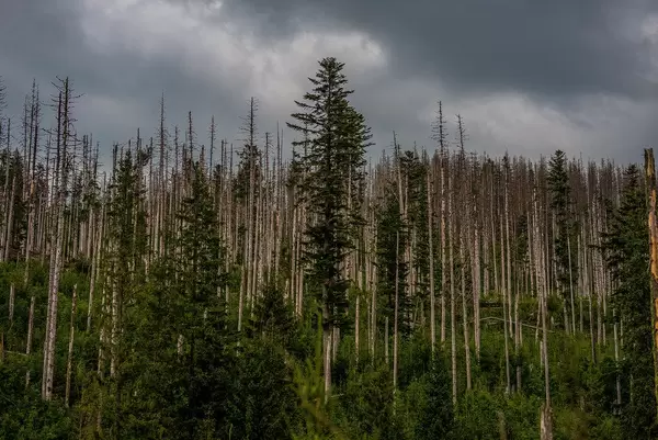 Moody Forest Scene In High Tatra Mountain Park (Flip 2019)