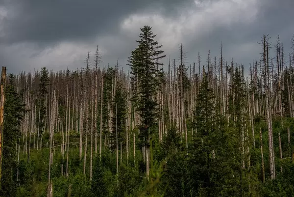 Moody Forest Scene In High Tatra Mountain Park