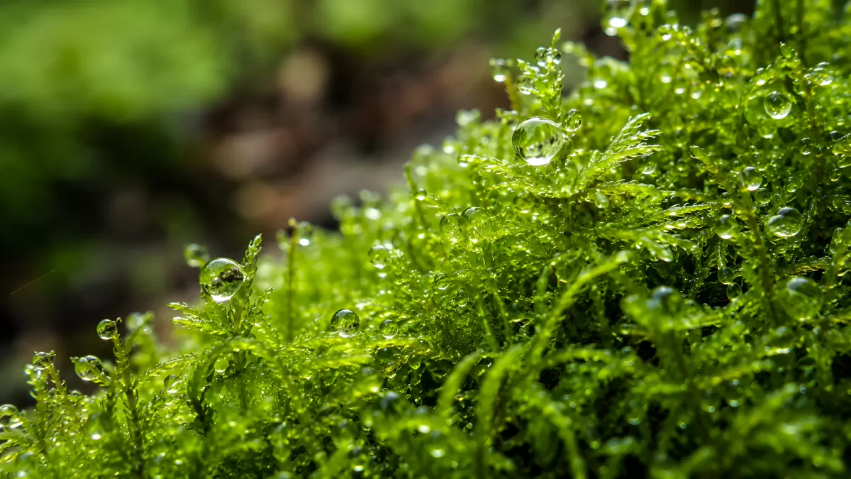 Moos mit Wassertropfen in satten Grüntönen