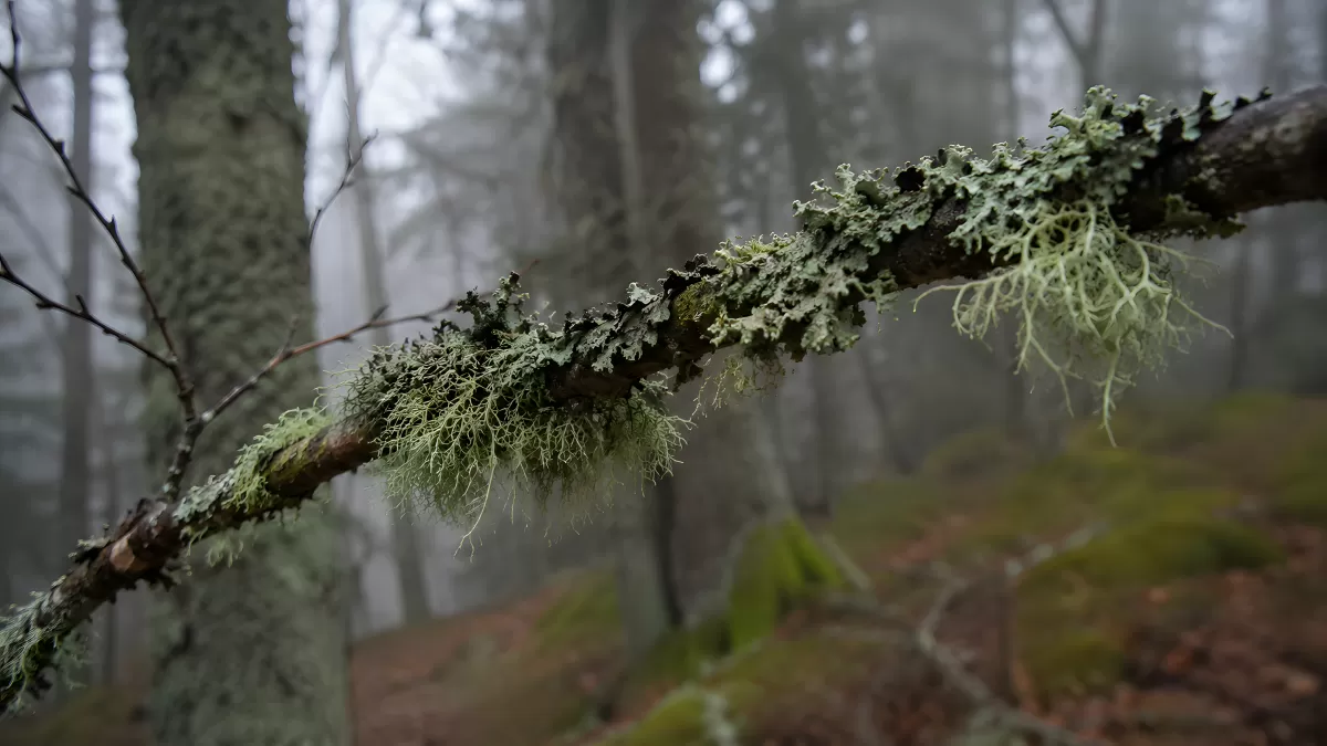 Moosbewachsener Ast im nebligen Wald im Herbst