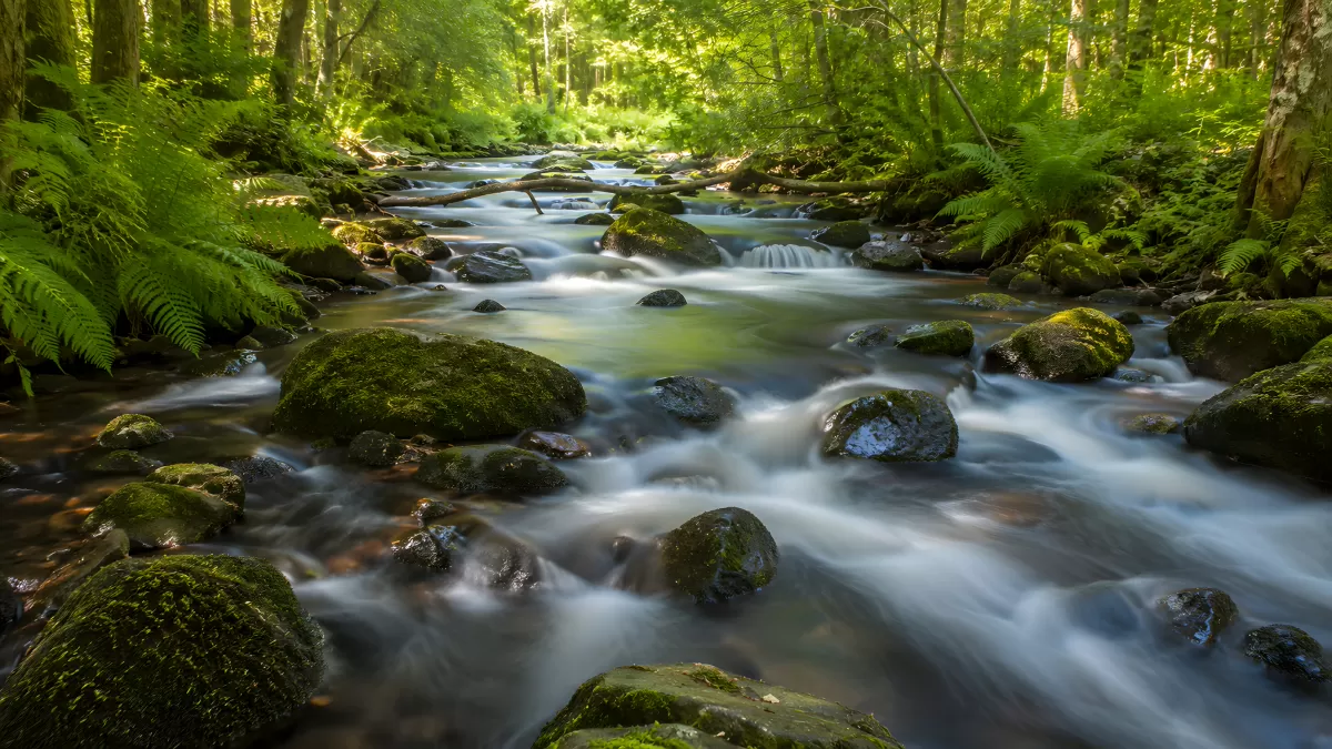 Moosiger Waldbach mit seidigem Wasserfluss