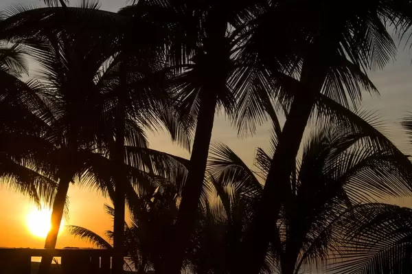 Morning light behind palm trees