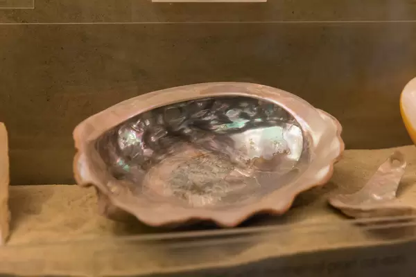 Mother of Pearl / Perlenmuscheln