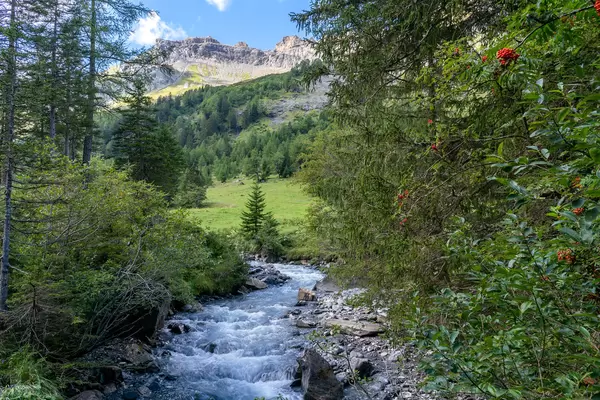 Mountain river between the red berry plants in Swiss canton Vaud