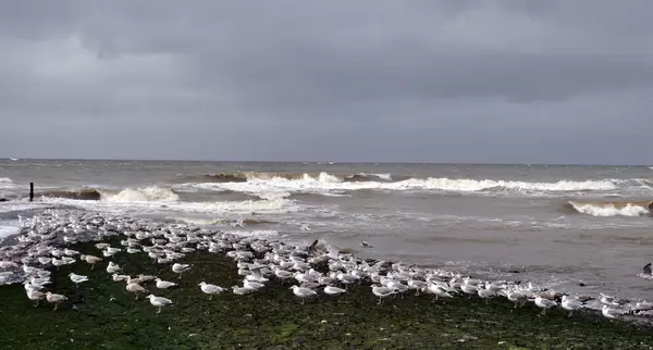 Möwen am Strand Camperduin