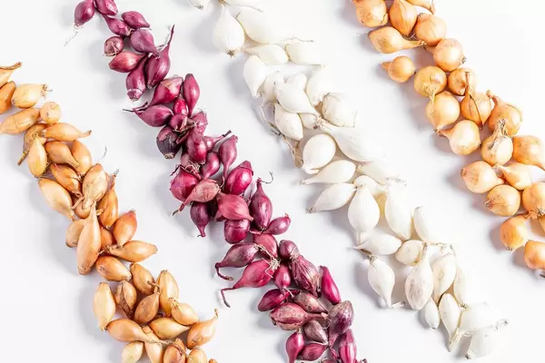 Multicolored different varieties of planting onions on a white background