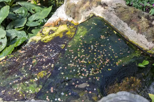 Münzen in einem Brunnen im Schmetterlingshaus in Wien