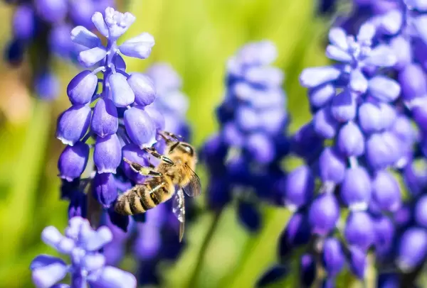 Muscari flower with Bee