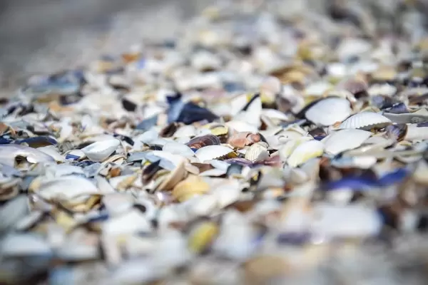 Muscheln an der Küste