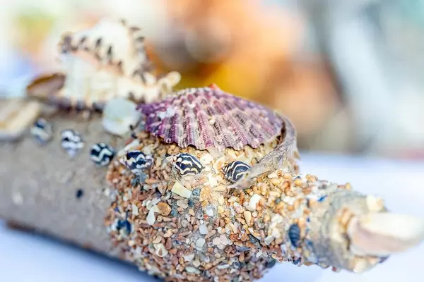 Muscheln , Sand und eine Seenadel schmücken eine Flasche
