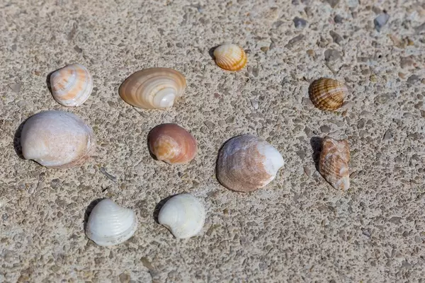 Muschelschalen verschiedener Formen und Größen
