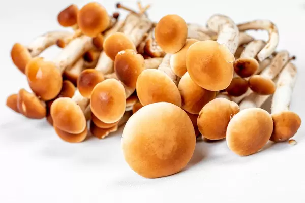 Mushrooms caps, close up on a white background (Flip 2020)