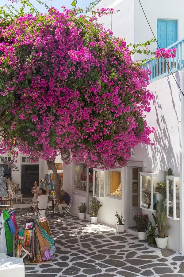 Mykonos: touristic alley with bougainvillea tree, stone paved floor, white-blue houses, tourist shops