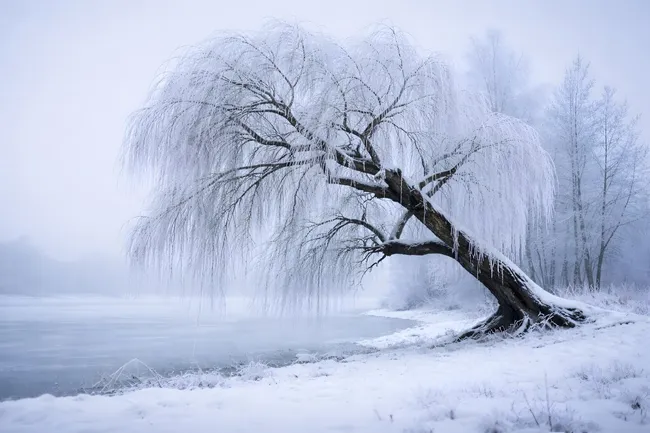 Mystische Winterlandschaft mit verschneitem Trauerweide-Baum