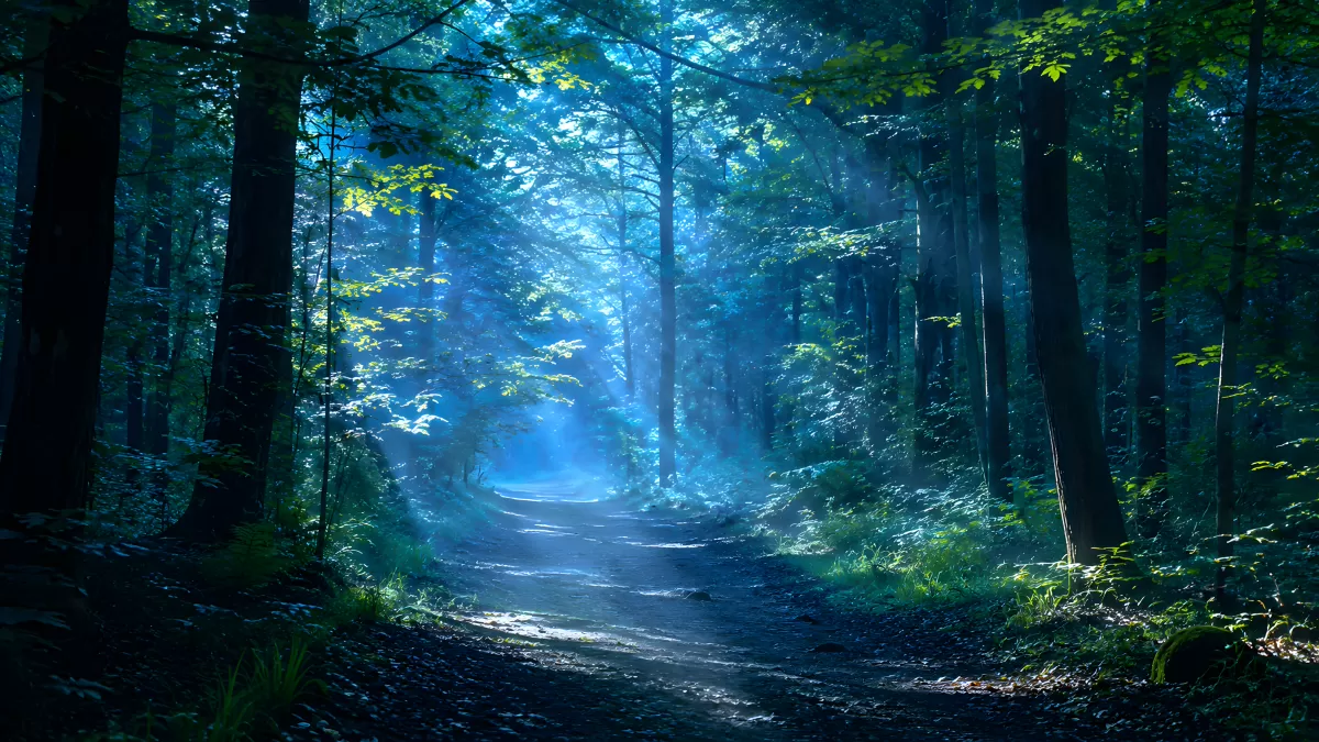 Mystischer Waldweg im blauen Morgenlicht