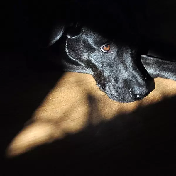 Nachdenklicher Hund #nofilter  #sun #sonne #portrait #labrador #nikon #50mm #picoftheday #dog #hund #instadaily #instapic #puppy #pet #sweet