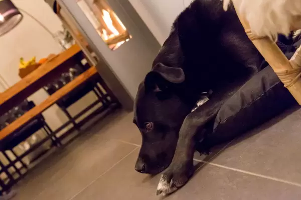 Nachdenklicher schwarzer Labrador liegt auf einem Kissen