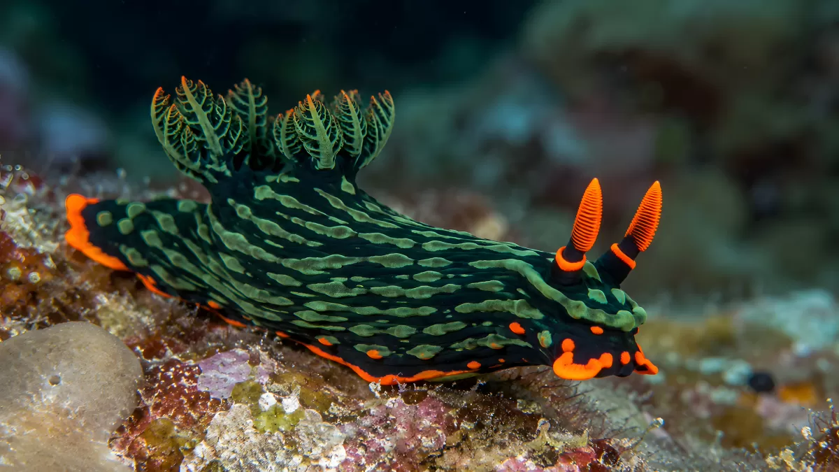 Nacktschnecke mit grünen und orangenen Mustern am Riff