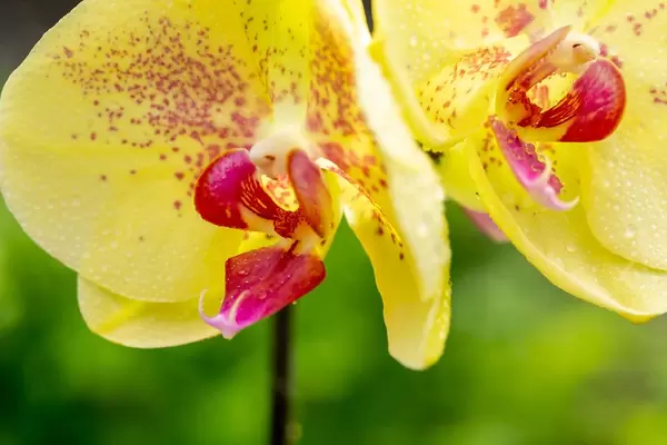 Nahaufnahme der Phalaenopsis - eine gelbe Orchidee, blühend im Garten