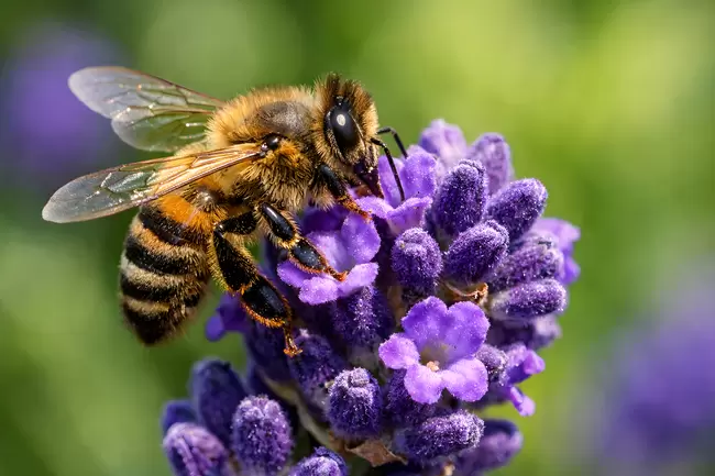 Nahaufnahme einer Biene auf lila Blüten
