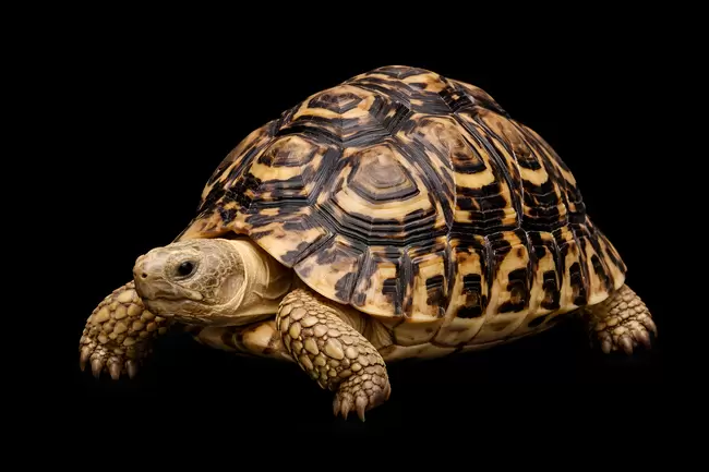 Nahaufnahme einer eleganten Schildkröte