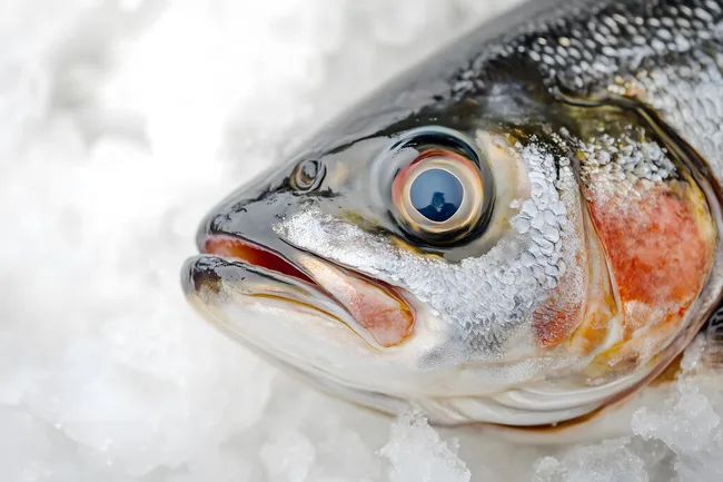 Nahaufnahme einer frischen Dorade auf Eis