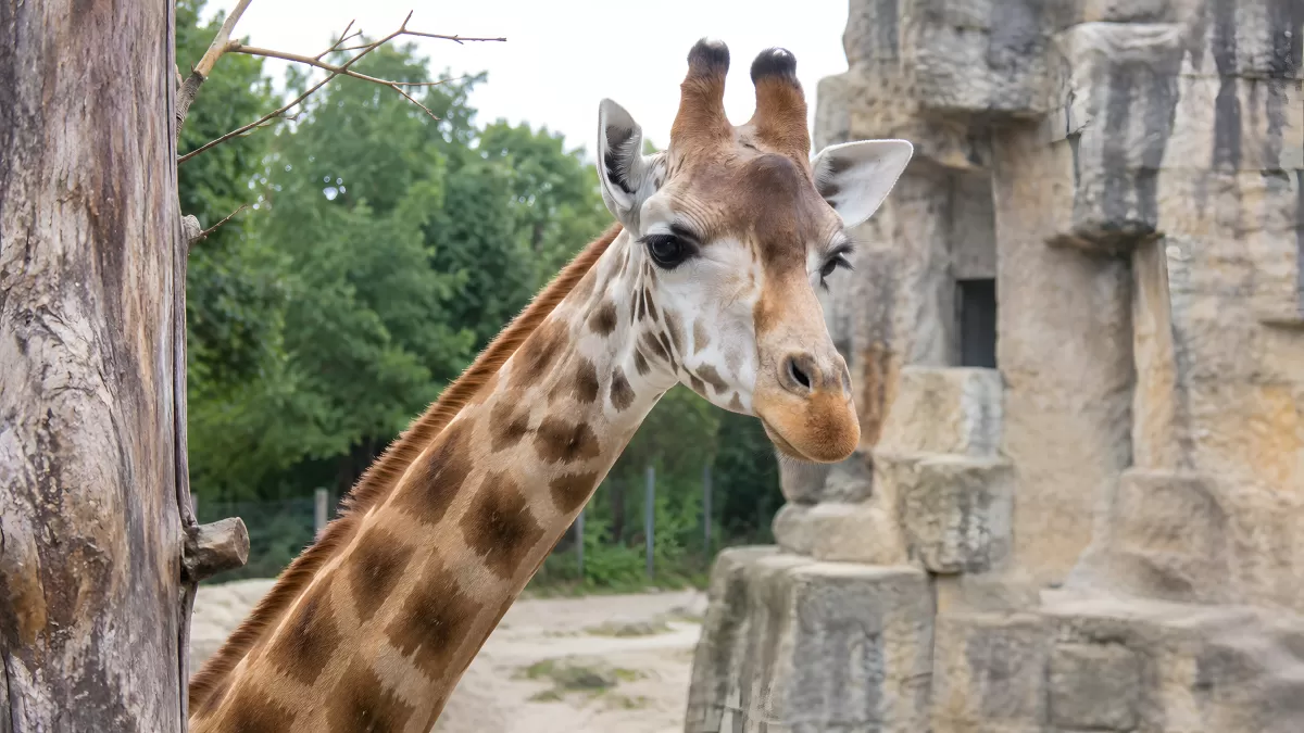 Nahaufnahme einer Giraffe im Zoo zwischen Felsen